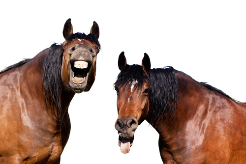 Laughing horses